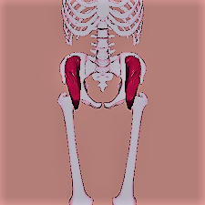 muscolo iliaco