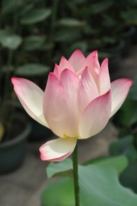 fiore di loto rosa in bocciolo